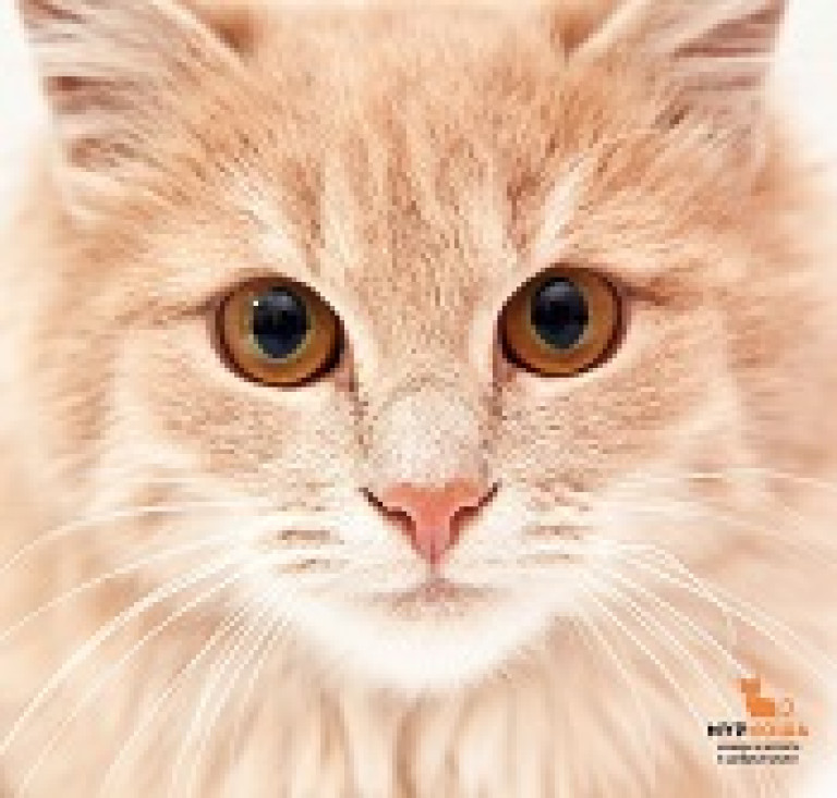 Акция #ПисьмоКотаАмуру в Pret-a-Kote