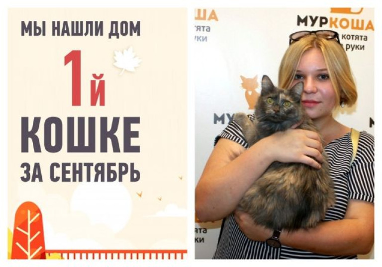 Первая в сентябре — кошечка Полумна!
