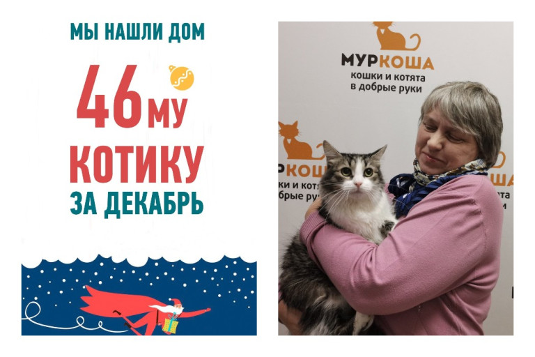 Кошка Багирочка встретит Новый год дома, ура!