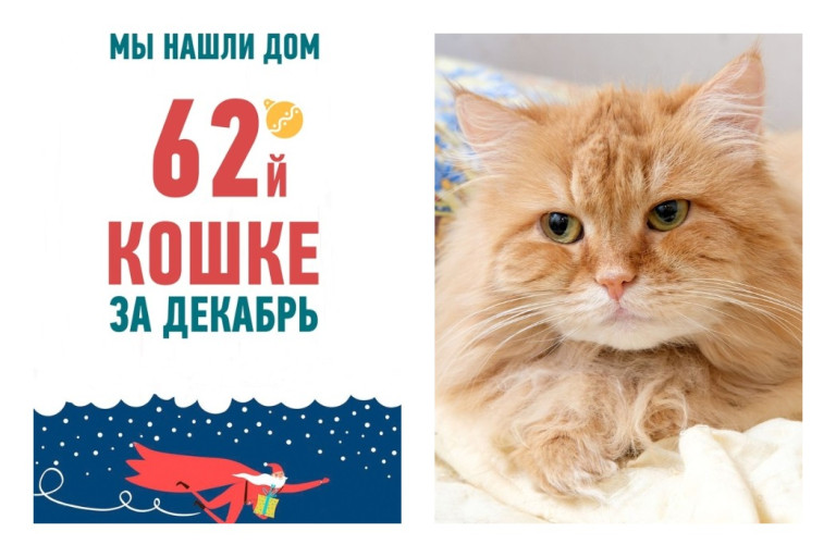 Десятилетняя кошка Кася начинает жизнь с чистого листа!