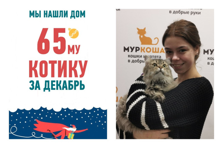 Уезжает в новый дом двухлетний кот Лесик!