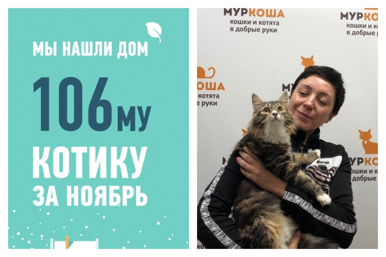 Спустя два месяца в приюте у кота Кларка появилась хозяйка!