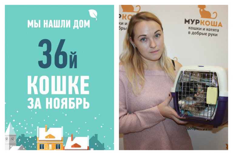 Вот это да! Обрела дом и любящую хозяйку кошка Пеппита!