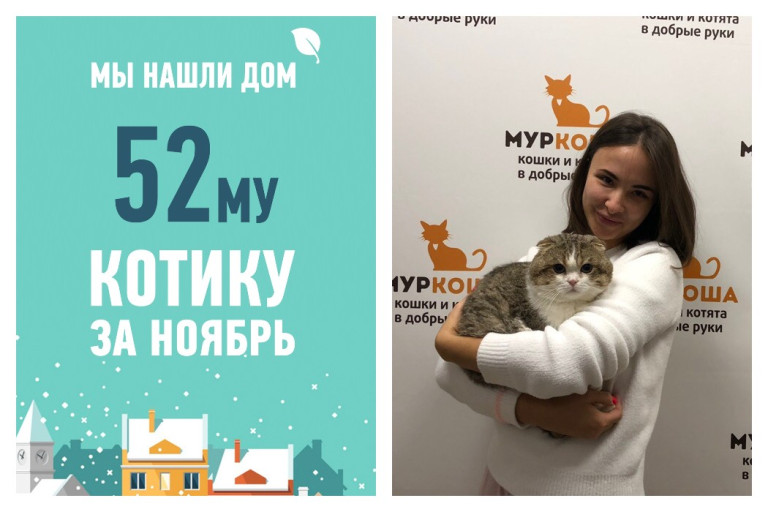 Котик Сапфир вновь обрел дом!