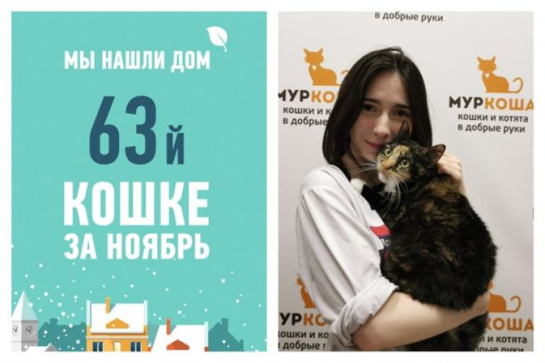 Ура!  кошка Рысянка снова стала домашней!
