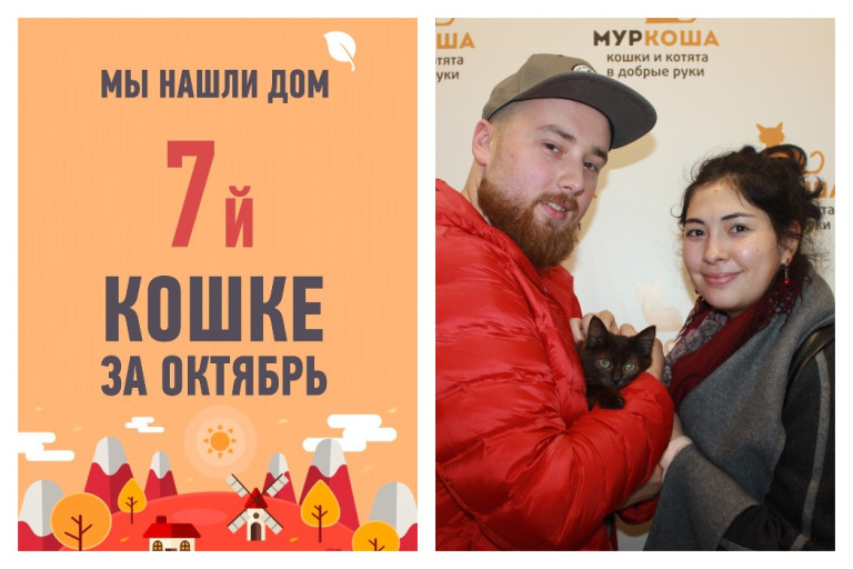 Мы нашли дом для кошки Шоколадки всего за три недели!