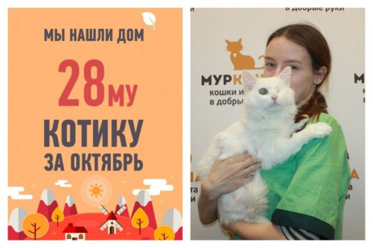Особенный котик Бетон едет жить к нашему фельдшеру!