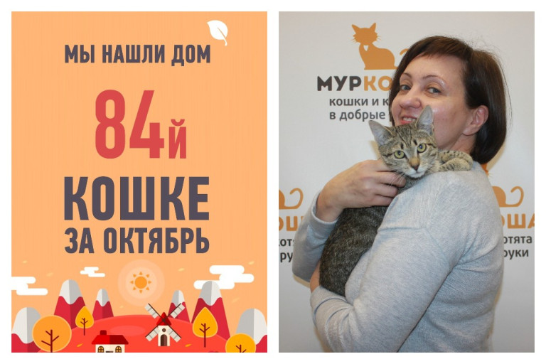 Как уличная кошка Фрося стала домашней