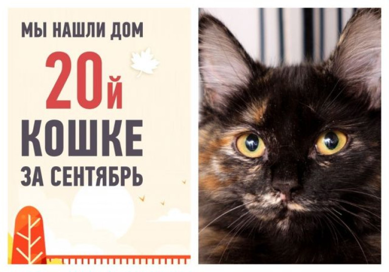 Спустя неделю нашла дом красавица Мотя!