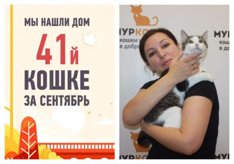 У кошки Лапы, сбитой машиной, появилась хозяйка!