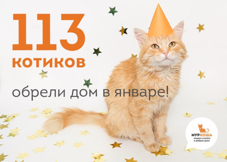 Новый рекорд в приюте "Муркоша"!
