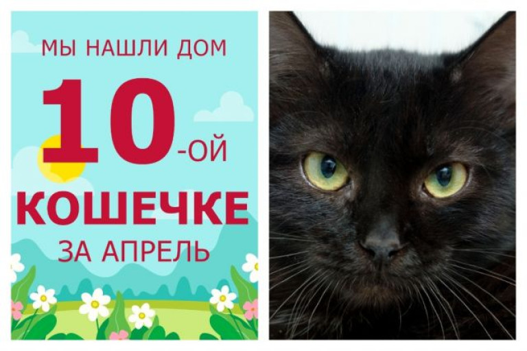 У кошечки Конэко начинается счастливая домашняя жизнь!
