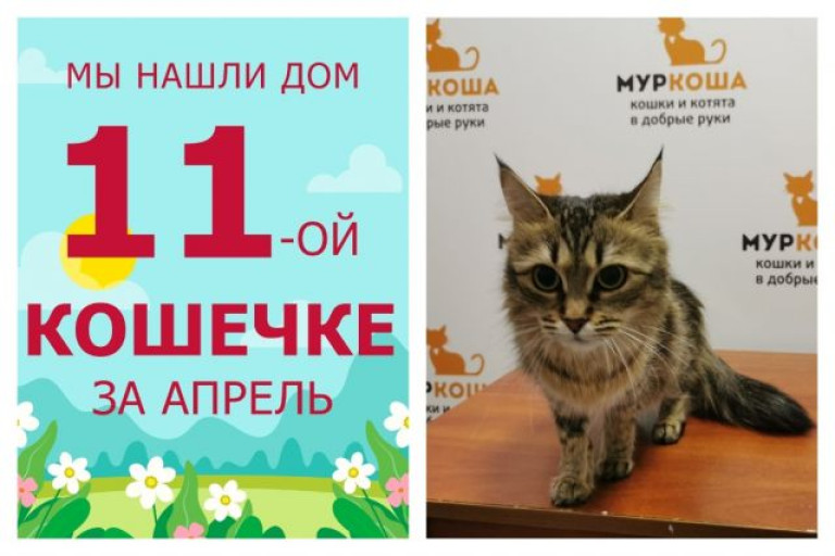 Годовалая кошечка Киселька стала домашней любимицей!