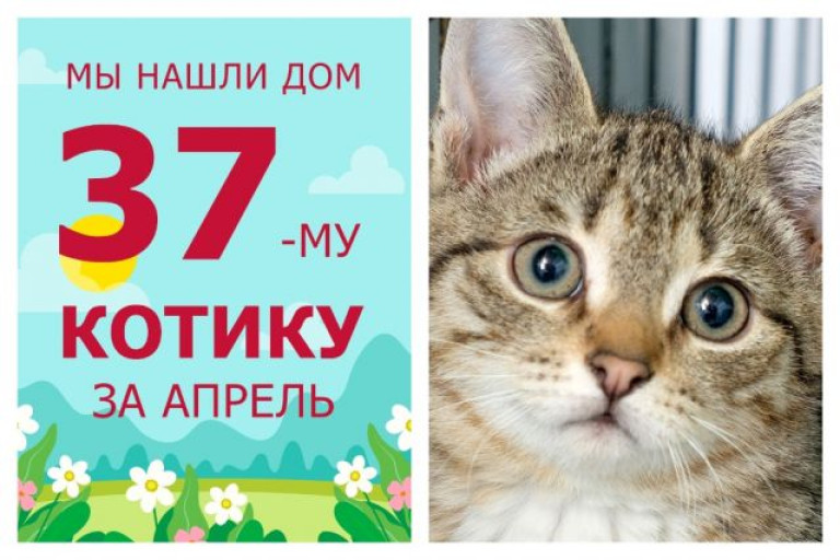 Очаровательный котёнок Игнат отправился домой!