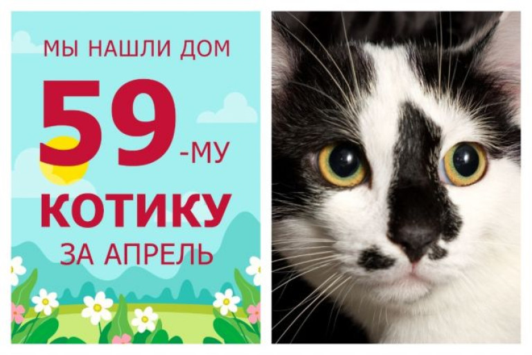 Нарядный котик Джека стал домашним любимцем!
