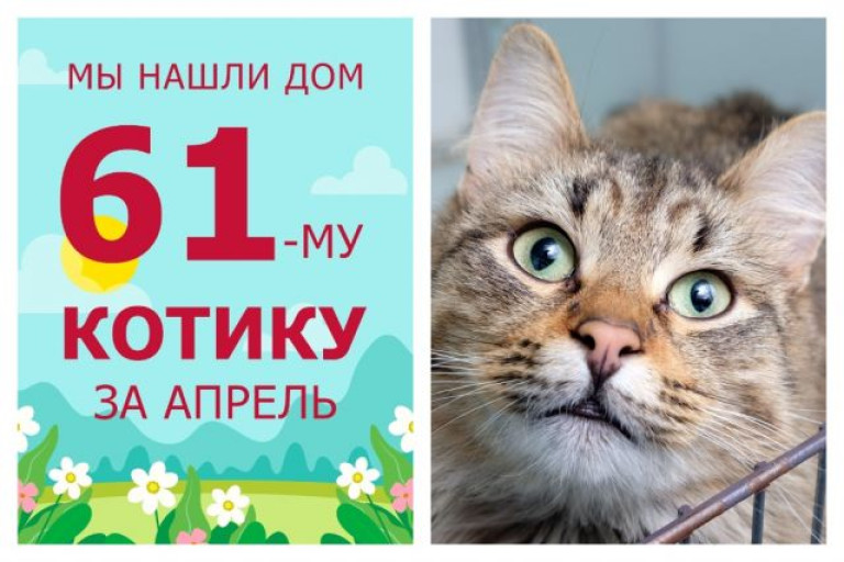 Котик Бинтик стал домашним и счастливым!