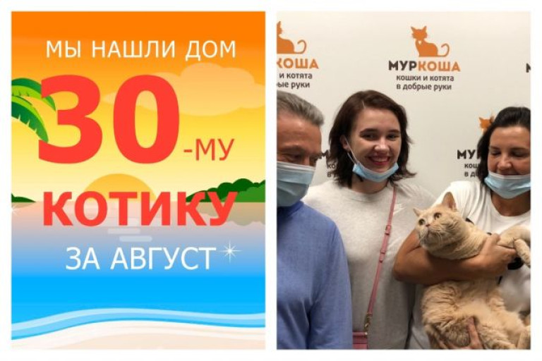 Котик Персиковый нашел дом меньше чем за два месяца!