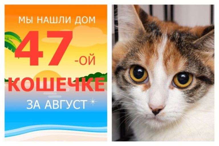 Кошечка Темза нашла своё домашнее счастье!
