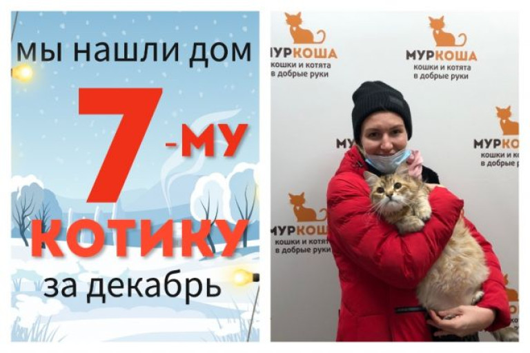 Котик Никитка нашел дом за одну неделю!