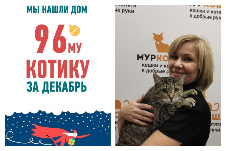 Котик Тигр отправляется домой в новогодний вечер!