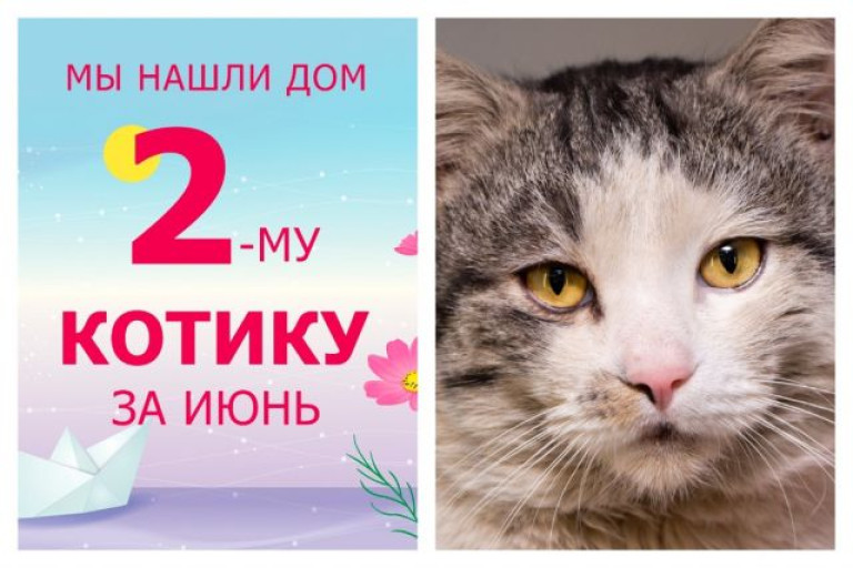 Котик Карлос стал домашним и любимым!