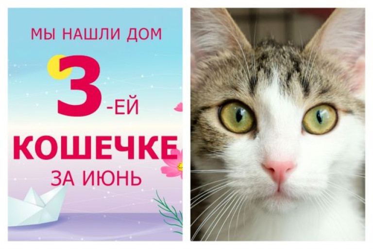 Отправляется в новый дом кошечка Кайса!