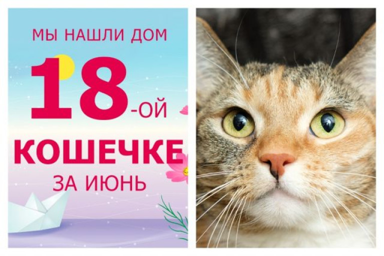 Уезжает в новый дом кошечка Пружинка!