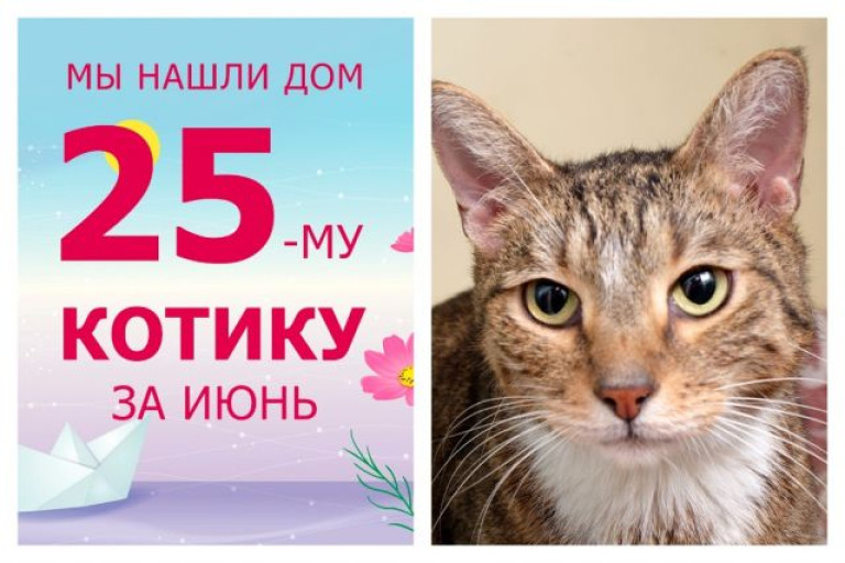 Уличный котик Радомир нашел дом за один месяц!