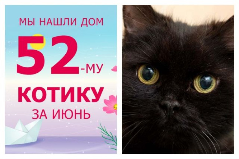 Героический котик Бэтмен отправился домой!