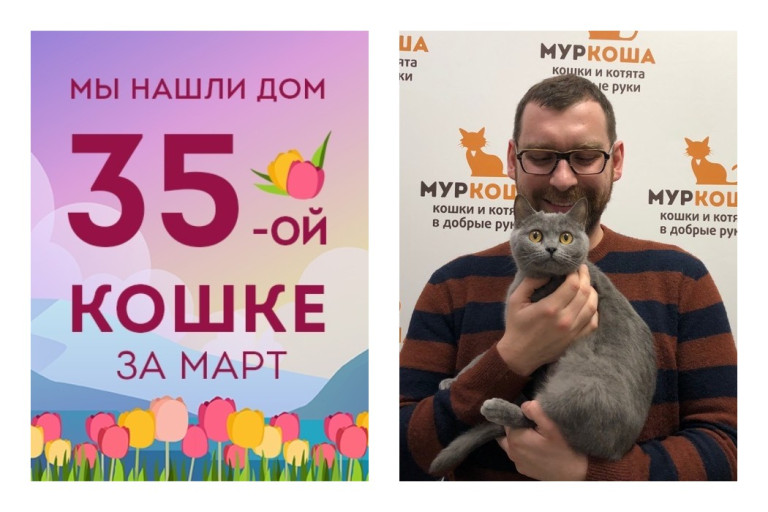 Уезжает в новый дом двухлетняя кошечка Кристина!