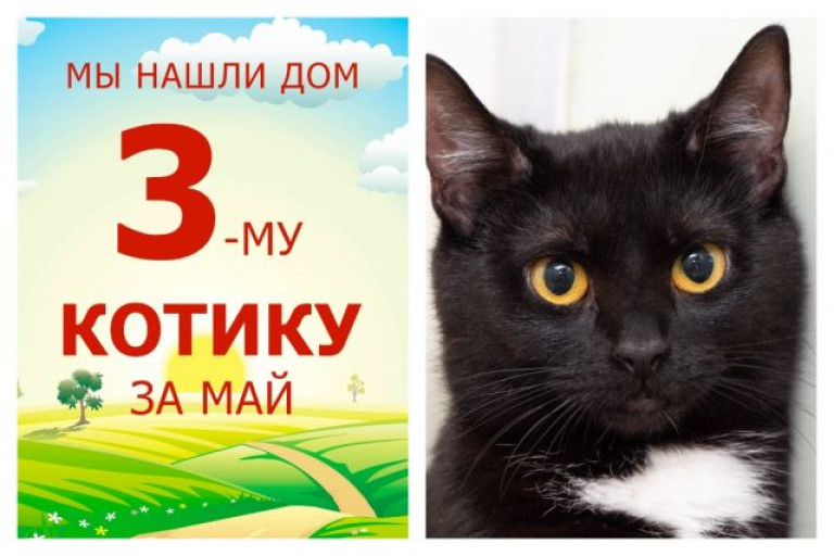Годовалый котик Флойд стал домашним всего за два месяца!