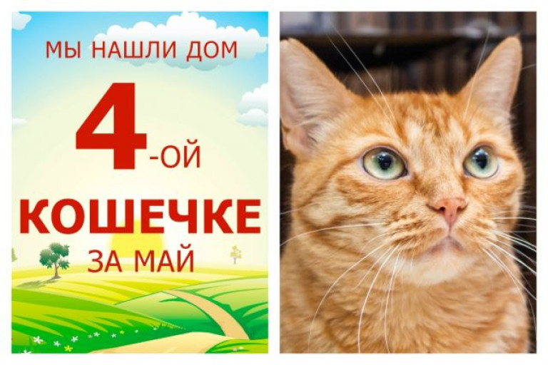 Общительная кошечка Сара встретила свою любящую семью!