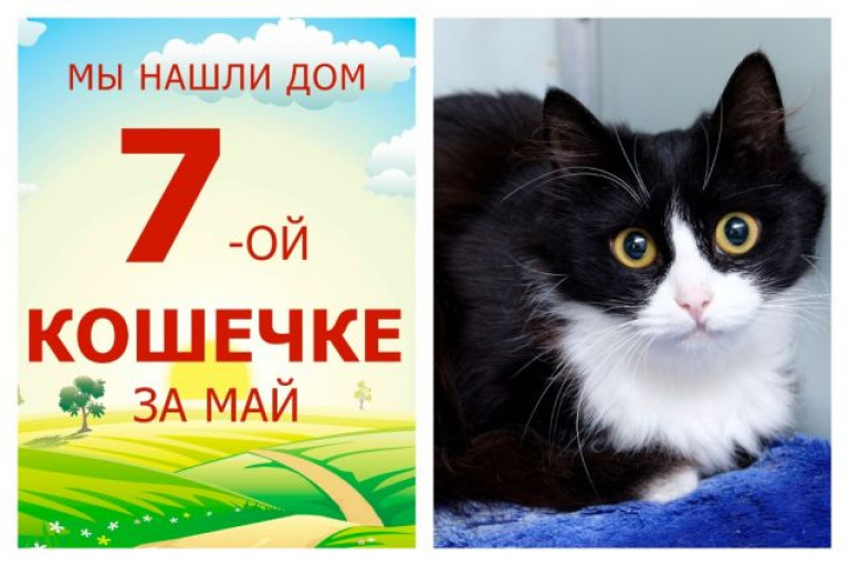 Кошечка Либерти теперь домашняя и счастливая!