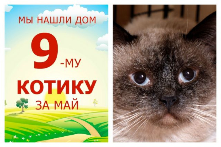 Сладкая домашняя жизнь начинается у котика Феллини!