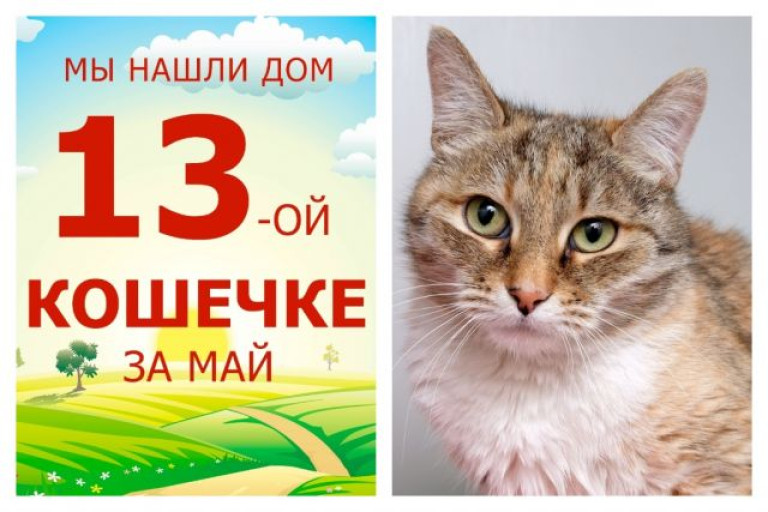 Милая кошечка Волга стала домашней любимицей!