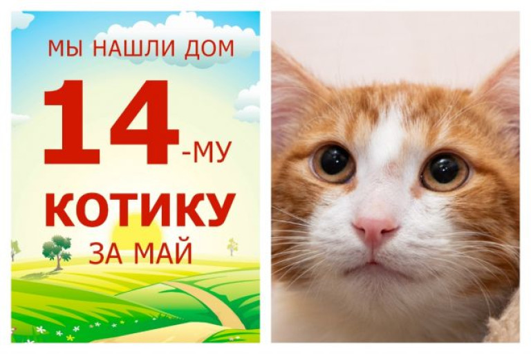 Котик Персимон стал домашним всего за два месяца!