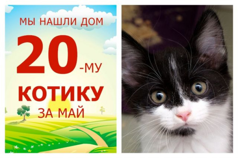 Котенок Альфред стал домашним всего за неделю!