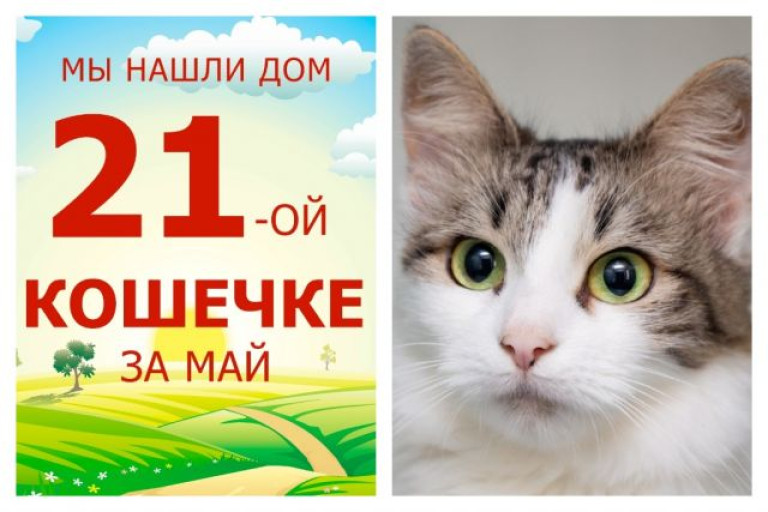 Кошечка Фемида обрела дом за два месяца!