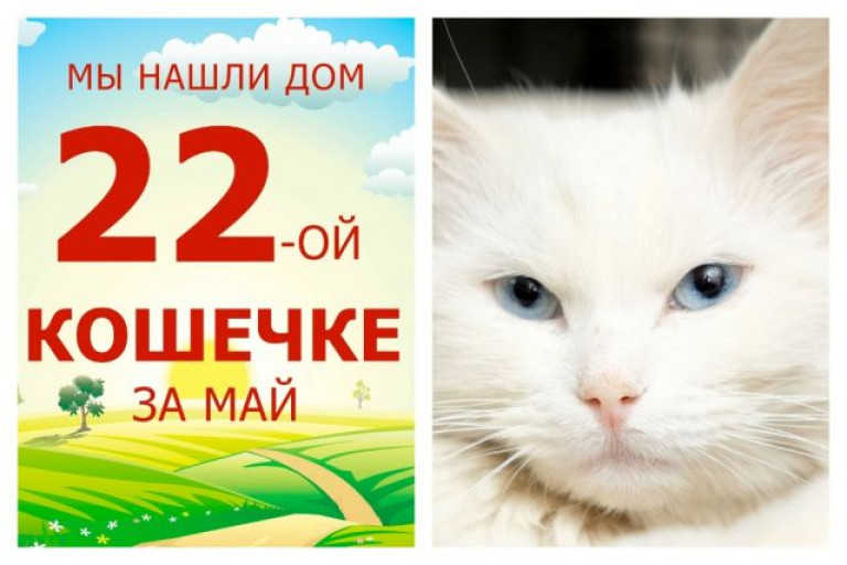 Голубоглазая красавица Арина теперь домашняя и счастливая!
