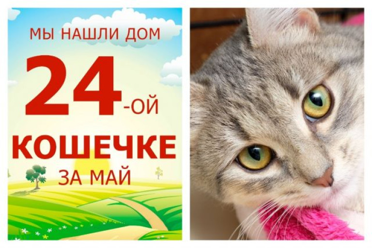 Красавица Фантазия стала домашней любимицей!
