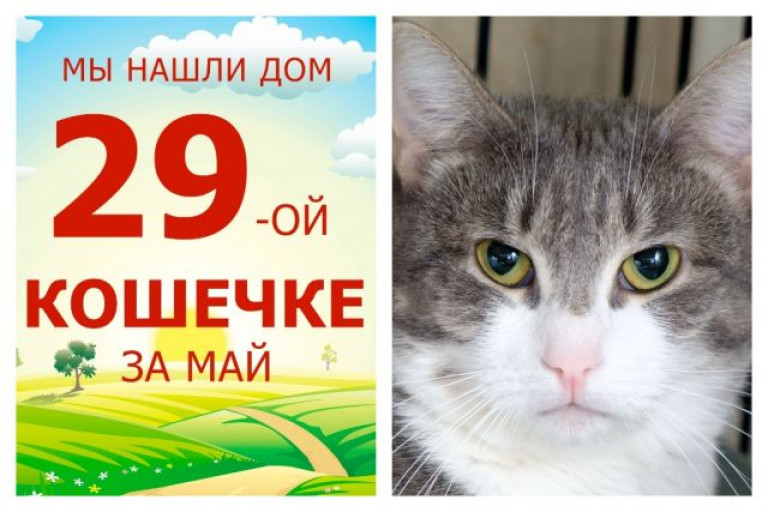 Провожаем в домашнюю счастливую жизнь сладкую кошечку Кукурузу!