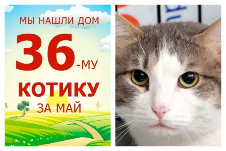 Домашняя и счастливая жизнь начинается у котика Патрика!