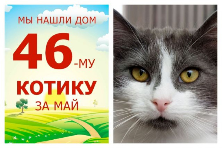 Котик Фенхель встретил любящих хозяев!