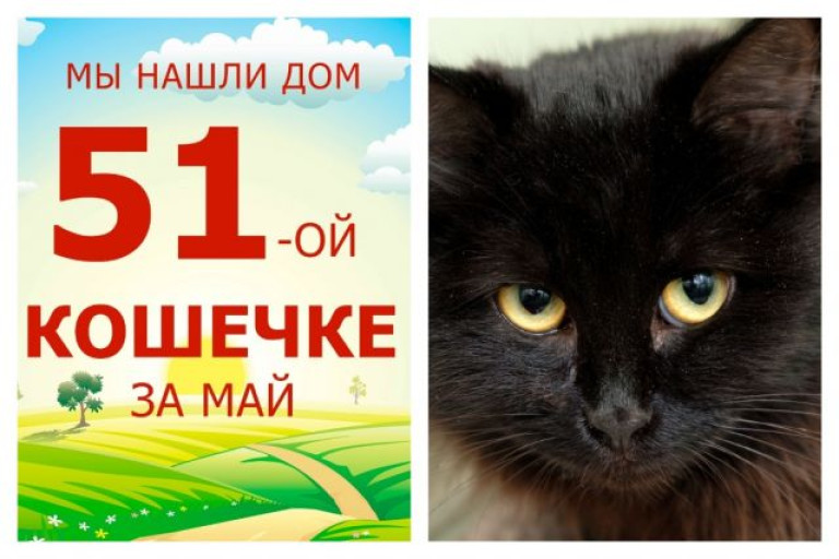 Красавица Кристи стала домашней любимицей!