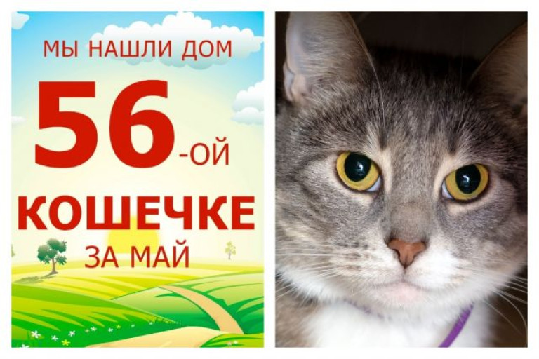 Кошечка Эстер дождалась своего шанса стать домашней и любимой!