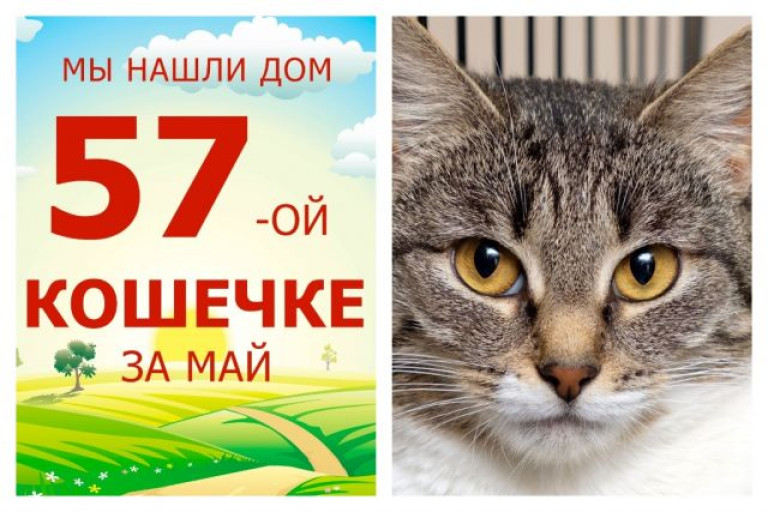 Отправляется домой очаровательная кошка Пеппичка!