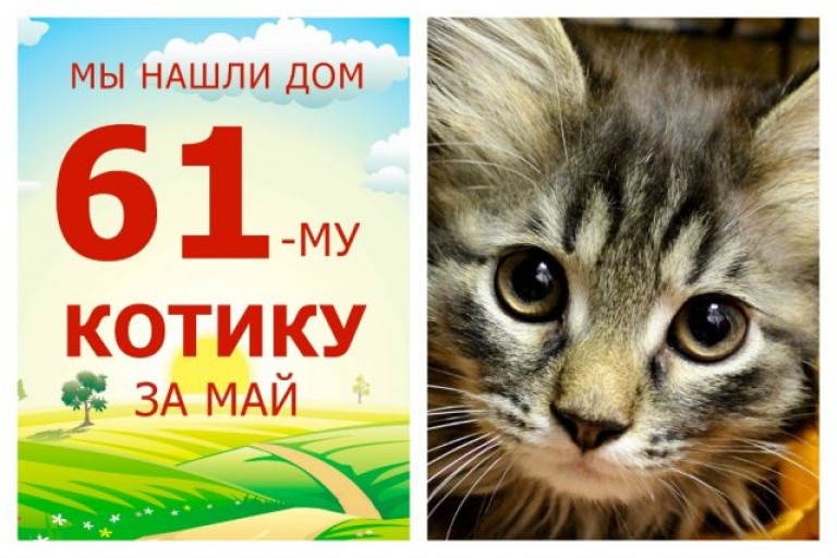 Усатый-полосатый Татаки нашел дом за пять дней!