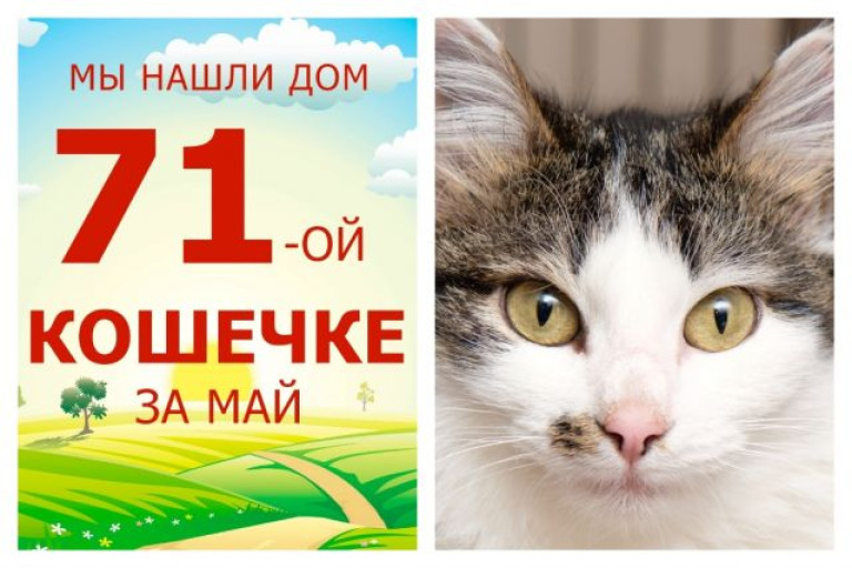 Отправляется домой кошечка Мулечка!