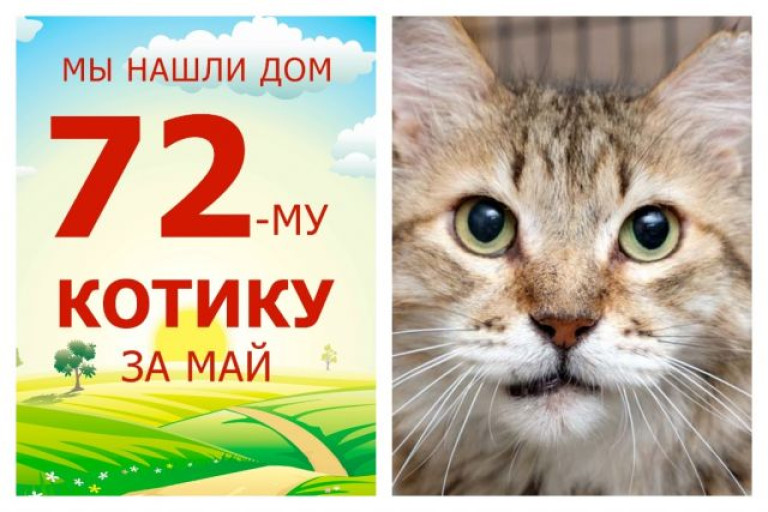 Мудрый котик Патиссон стал домашним любимцем!