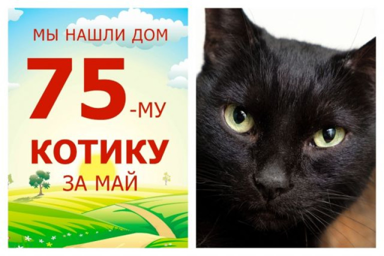 Отправляется в новое домашнее счастье котик Янь!